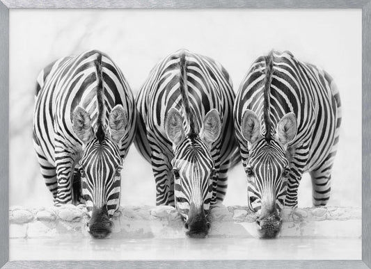 A striking black and white photograph of three zebras standing side by side, their heads lowered in unison to drink from a watering hole. The symmetrical composition highlights the mesmerizing patterns of their stripes against a bright, white background. The image is presented within a silver frame. Print