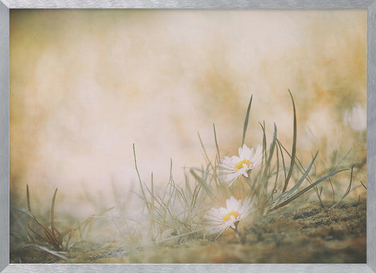 A soft-focus, dreamy photograph of two small white daisies with yellow centers nestled among blades of green grass. The background is a blurry wash of warm beige and golden light, creating a serene and gentle atmosphere. The artwork is enclosed in a silver frame. Decor