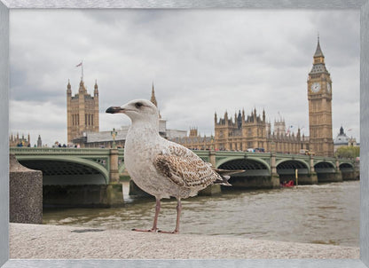 A close-up photograph of a seagull standing on a stone ledge with the River Thames and London's Big Ben clock tower and the Houses of Parliament in the background under a cloudy sky. Decor