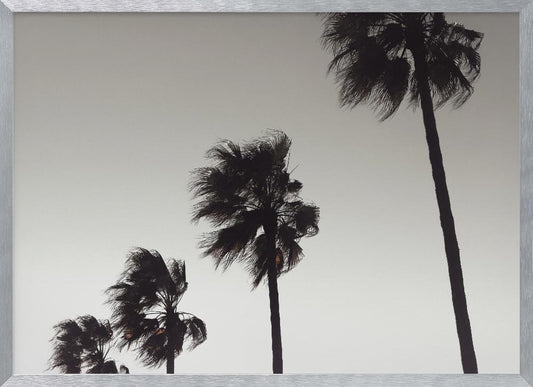A framed black and white photograph of four silhouetted palm trees of increasing height, arranged diagonally against a plain, light grey sky. The palm fronds are blurred, suggesting they are blowing in the wind. Decor
