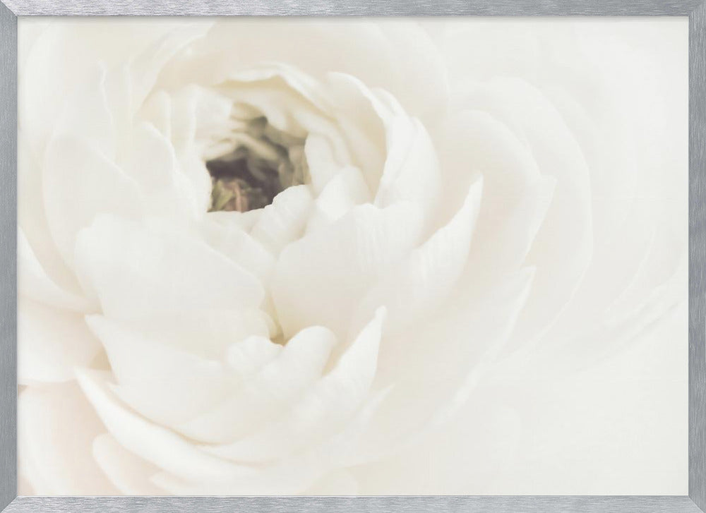 A soft-focus, macro photograph of a white ranunculus flower, its delicate, layered petals filling the frame. The image has a bright, ethereal quality and is presented in a brushed silver frame. Wall Art