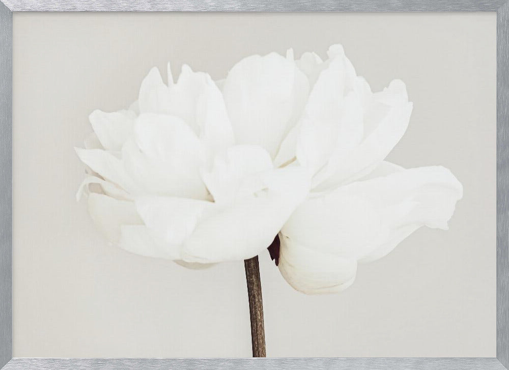 A close-up, slightly off-center photograph of a fully bloomed white peony against a plain, light grey background, presented in a silver brushed metal frame. Artwork