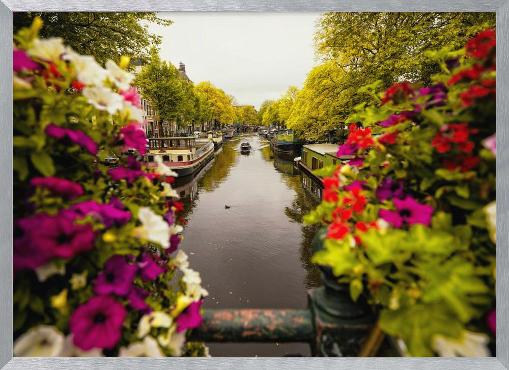 A scenic view looking down a canal in Amsterdam from a bridge, framed by vibrant, out-of-focus purple, red, and white flowers in the foreground. The canal is lined with houseboats and lush green and yellow trees, with historic buildings visible behind them. Poster