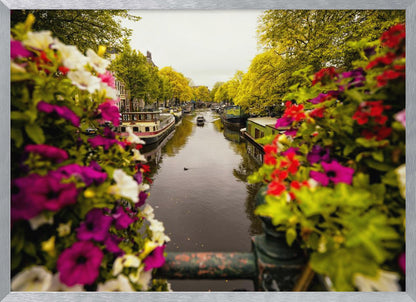 A scenic view looking down a canal in Amsterdam from a bridge, framed by vibrant, out-of-focus purple, red, and white flowers in the foreground. The canal is lined with houseboats and lush green and yellow trees, with historic buildings visible behind them. Poster