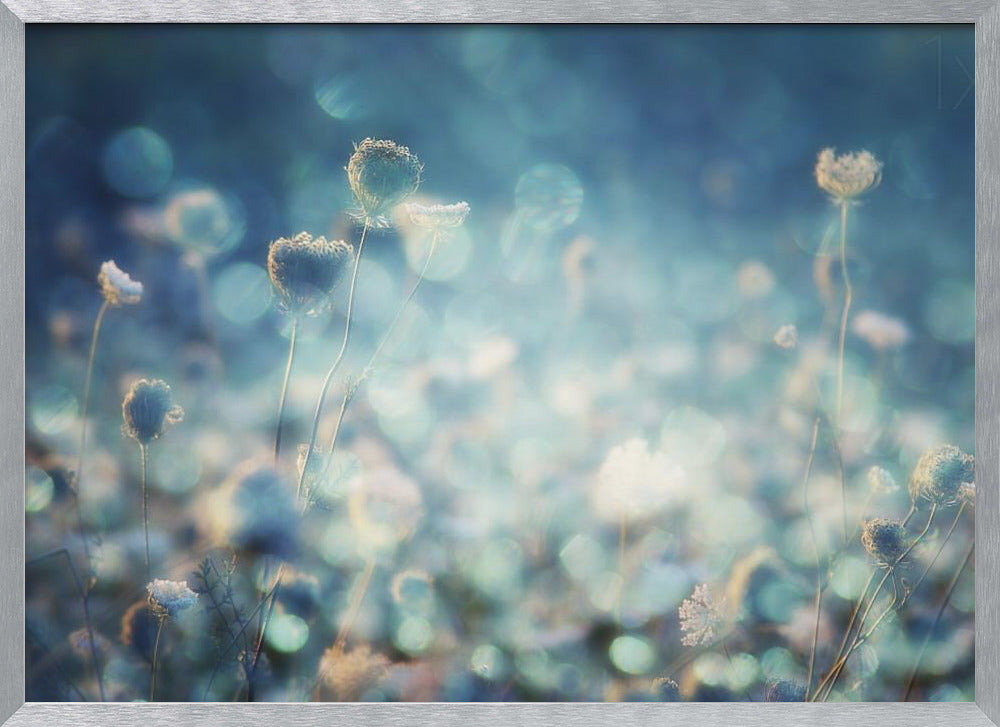 A dreamy, soft-focus photograph of dried wildflowers silhouetted against a shimmering background of blue and white bokeh lights, creating a magical and ethereal atmosphere. The artwork is presented in a brushed silver frame. Wall Art