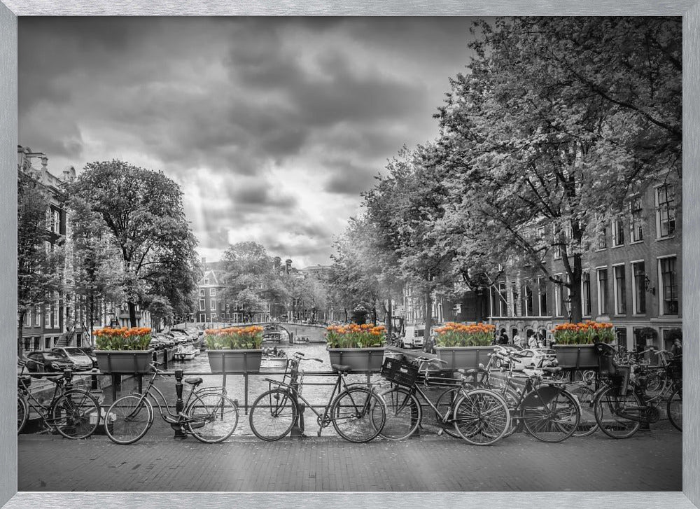 A selective color, black and white photograph of a classic Amsterdam canal scene, enclosed in a silver frame. The foreground shows a bridge lined with numerous bicycles and planters filled with vibrant orange tulips, which are the only colored elements. The background features canal houses, trees, and another bridge under a dramatic, cloudy sky with sunbeams. Print