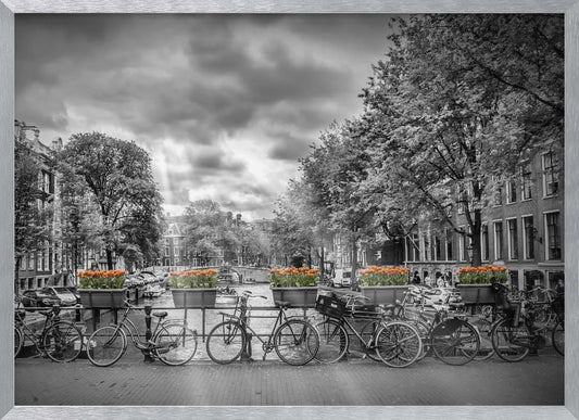 A selective color, black and white photograph of a classic Amsterdam canal scene, enclosed in a silver frame. The foreground shows a bridge lined with numerous bicycles and planters filled with vibrant orange tulips, which are the only colored elements. The background features canal houses, trees, and another bridge under a dramatic, cloudy sky with sunbeams. Print