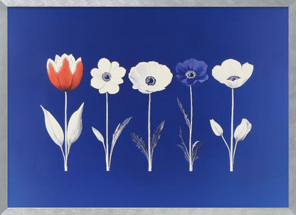 A framed art print showing five flowers in a horizontal line against a vibrant royal blue background. The flowers are illustrated in a graphic style, with one red tulip, one blue anemone, and three white anemones. The stems and leaves are depicted in white and grey tones. The artwork is enclosed in a silver frame. Poster