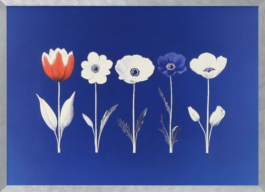 A framed art print showing five flowers in a horizontal line against a vibrant royal blue background. The flowers are illustrated in a graphic style, with one red tulip, one blue anemone, and three white anemones. The stems and leaves are depicted in white and grey tones. The artwork is enclosed in a silver frame. Poster