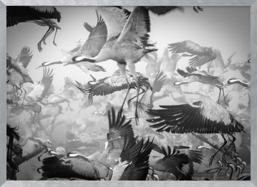 A dynamic and chaotic black and white photograph of a large flock of cranes taking flight. The image is filled with the motion of flapping wings and dangling legs, creating a sense of powerful, collective movement. The photo is presented in a silver frame. Wall Art