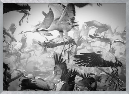 A dynamic and chaotic black and white photograph of a large flock of cranes taking flight. The image is filled with the motion of flapping wings and dangling legs, creating a sense of powerful, collective movement. The photo is presented in a silver frame. Wall Art