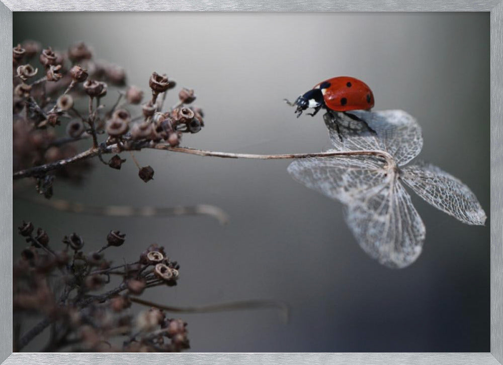 A close-up photograph of a bright red ladybug perched on the delicate, skeletal remains of a dried white flower. The background is a soft, out-of-focus gray, with brown, dried seed pods on a branch to the left. The image is framed with a silver border. Decor