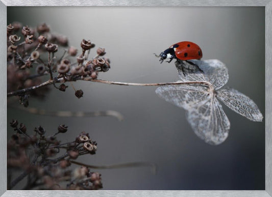 A close-up photograph of a bright red ladybug perched on the delicate, skeletal remains of a dried white flower. The background is a soft, out-of-focus gray, with brown, dried seed pods on a branch to the left. The image is framed with a silver border. Decor