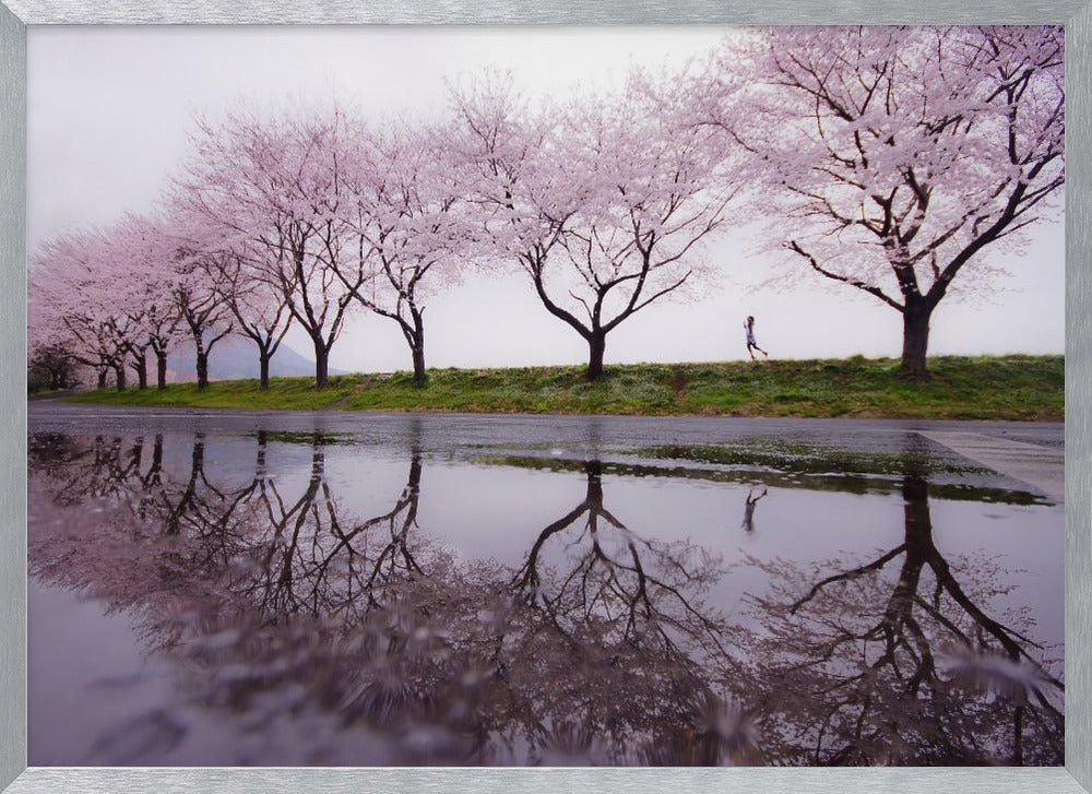 A framed photograph of a row of pink cherry blossom trees on a grey, overcast day, perfectly reflected in a large puddle on a wet road. A small figure of a person is seen running along the grassy bank in the distance. Poster