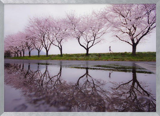 A framed photograph of a row of pink cherry blossom trees on a grey, overcast day, perfectly reflected in a large puddle on a wet road. A small figure of a person is seen running along the grassy bank in the distance. Poster