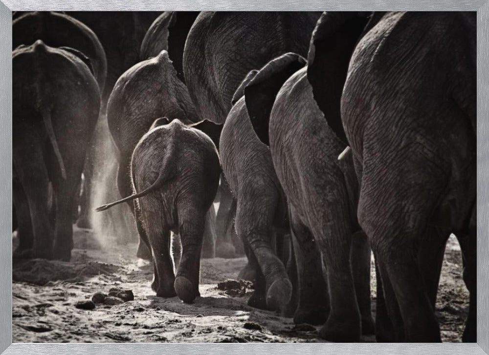 A powerful black and white photograph from a low, rear angle of a herd of elephants walking away. A small baby elephant is centered, protected amongst the larger adults as they kick up dust on the dry ground. Wall Art