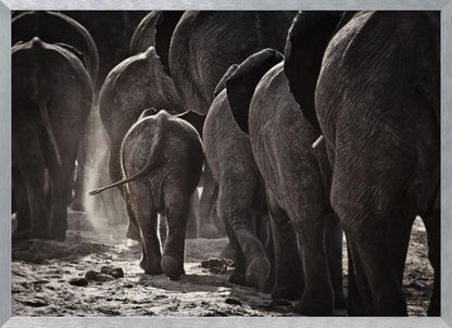 A powerful black and white photograph from a low, rear angle of a herd of elephants walking away. A small baby elephant is centered, protected amongst the larger adults as they kick up dust on the dry ground. Wall Art