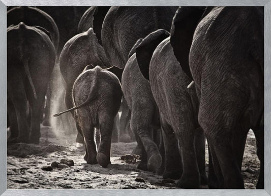 A powerful black and white photograph from a low, rear angle of a herd of elephants walking away. A small baby elephant is centered, protected amongst the larger adults as they kick up dust on the dry ground. Wall Art
