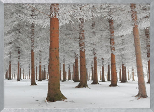 A serene winter forest scene with tall, straight trees whose reddish-brown trunks stand out against the white, snow-covered ground and frost-laden branches, all enclosed in a silver frame. Poster