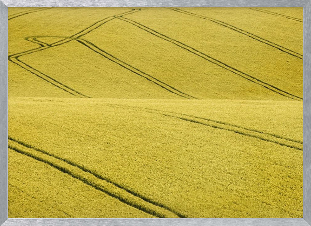 A framed photograph of a vast, rolling field of golden-yellow crops, with dark tractor tire tracks creating curving and diagonal lines across the hilly landscape. Decor