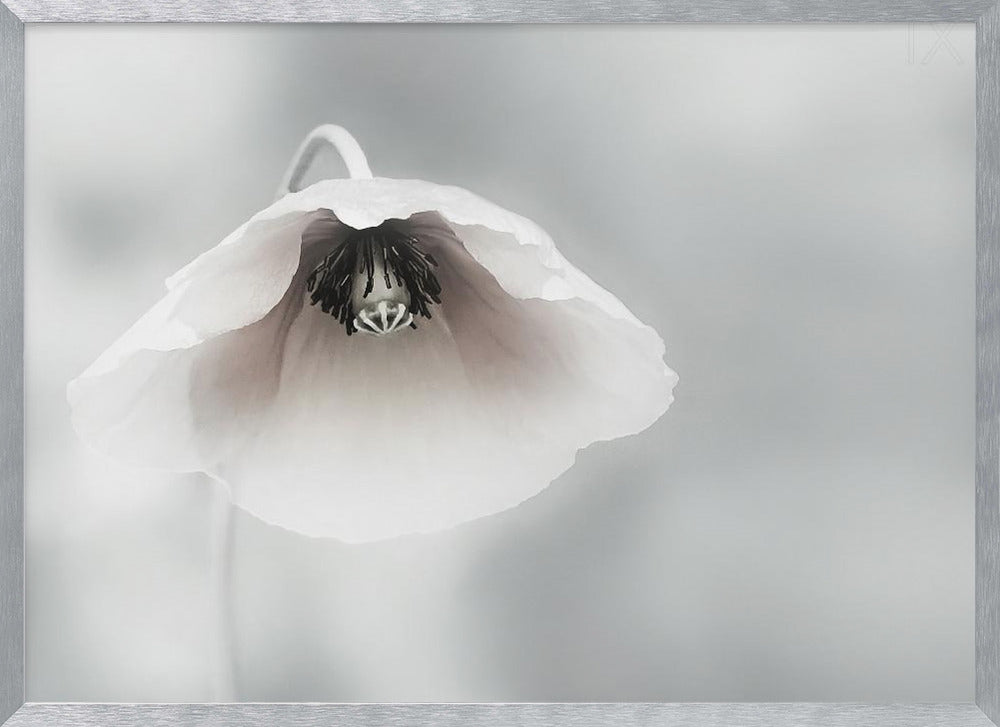 A close-up, soft-focus photograph of a single white poppy flower hanging downwards. The delicate petals are white with a hint of blush, revealing a dark black center. The background is a smooth, light gray, and the entire image is presented in a silver frame. Poster