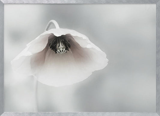 A close-up, soft-focus photograph of a single white poppy flower hanging downwards. The delicate petals are white with a hint of blush, revealing a dark black center. The background is a smooth, light gray, and the entire image is presented in a silver frame. Poster