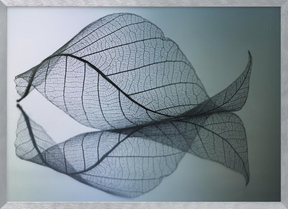 A close-up, macro photograph of a delicate skeleton leaf with intricate veins. The leaf is curled and resting on a reflective surface, creating a mirror image below it. The background is a soft, cool gradient from light blue to a darker muted teal. The image is presented within a brushed silver frame. Artwork