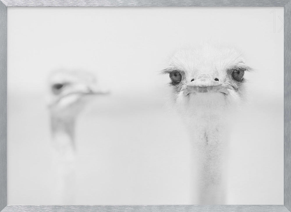 A minimalist black and white close-up photograph of an ostrich looking directly at the camera with a curious expression. Its large eyes and long eyelashes are in sharp focus, while another ostrich is blurred in the background, all set against a bright white backdrop and enclosed in a silver frame. Print