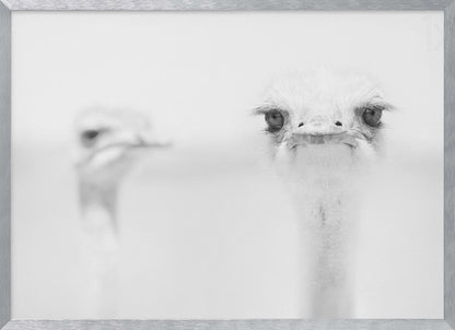 A minimalist black and white close-up photograph of an ostrich looking directly at the camera with a curious expression. Its large eyes and long eyelashes are in sharp focus, while another ostrich is blurred in the background, all set against a bright white backdrop and enclosed in a silver frame. Print