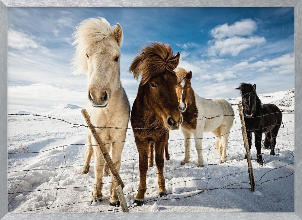 A close-up shot of four Icelandic horses with thick, wind-blown manes standing in a snowy field behind a wire fence. In the background, snow-covered mountains are visible under a bright blue sky with fluffy white clouds. Decor