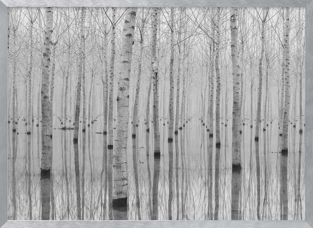 A framed, black and white photograph captures a serene forest of birch trees standing in calm water. The tree trunks are reflected perfectly, creating a striking symmetrical pattern that fades into a misty background. Wall Art