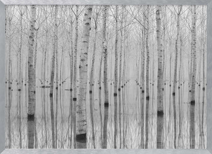 A framed, black and white photograph captures a serene forest of birch trees standing in calm water. The tree trunks are reflected perfectly, creating a striking symmetrical pattern that fades into a misty background. Wall Art