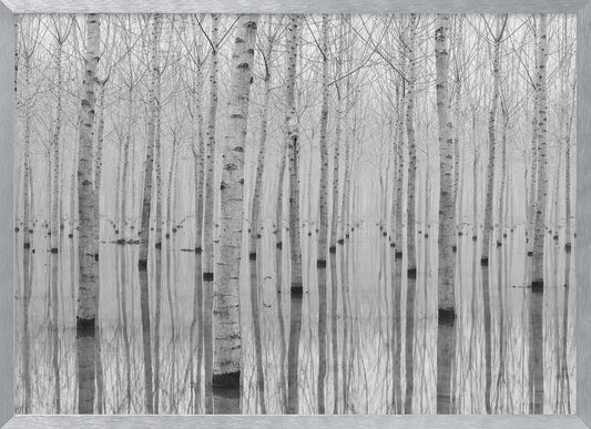 A framed, black and white photograph captures a serene forest of birch trees standing in calm water. The tree trunks are reflected perfectly, creating a striking symmetrical pattern that fades into a misty background. Wall Art