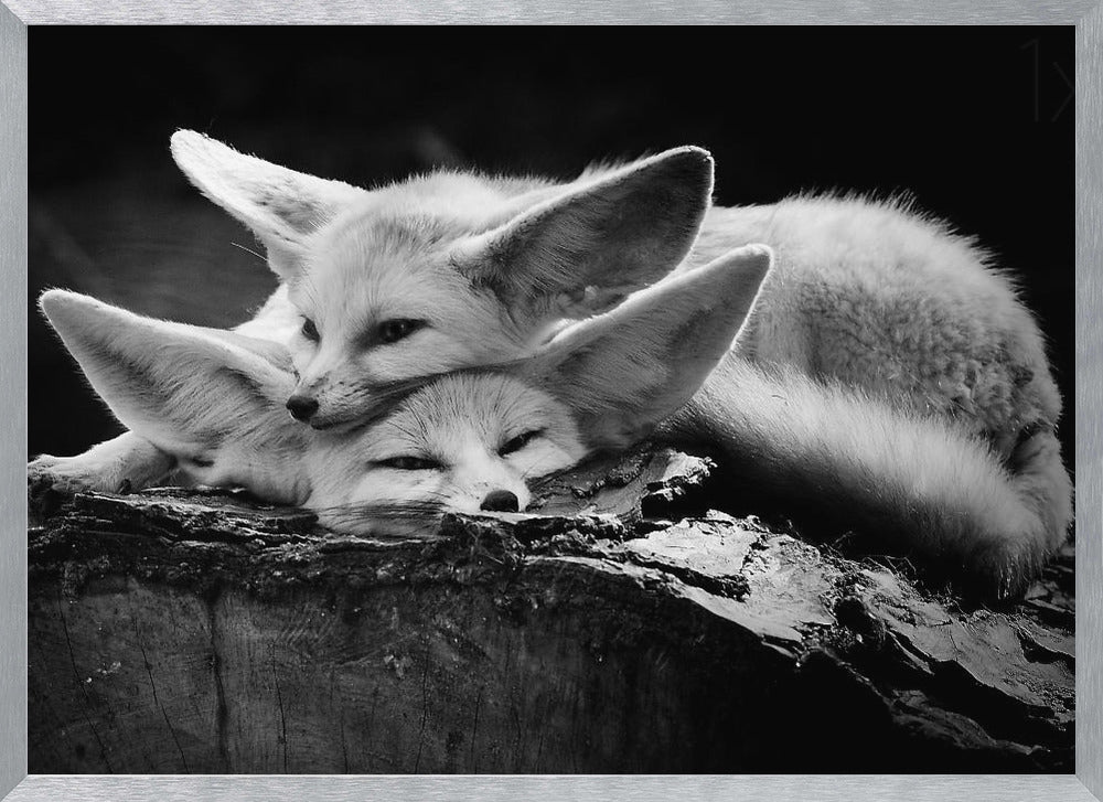 A black and white photograph of two fennec foxes cuddling together on a dark piece of wood. One fox rests its head on the other, which has its eyes closed. Their large, prominent ears are a key feature in the composition, set against a dark, out-of-focus background. The image is enclosed in a silver-grey frame. Print