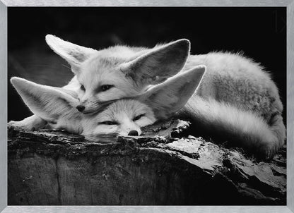 A black and white photograph of two fennec foxes cuddling together on a dark piece of wood. One fox rests its head on the other, which has its eyes closed. Their large, prominent ears are a key feature in the composition, set against a dark, out-of-focus background. The image is enclosed in a silver-grey frame. Print