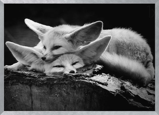A black and white photograph of two fennec foxes cuddling together on a dark piece of wood. One fox rests its head on the other, which has its eyes closed. Their large, prominent ears are a key feature in the composition, set against a dark, out-of-focus background. The image is enclosed in a silver-grey frame. Print