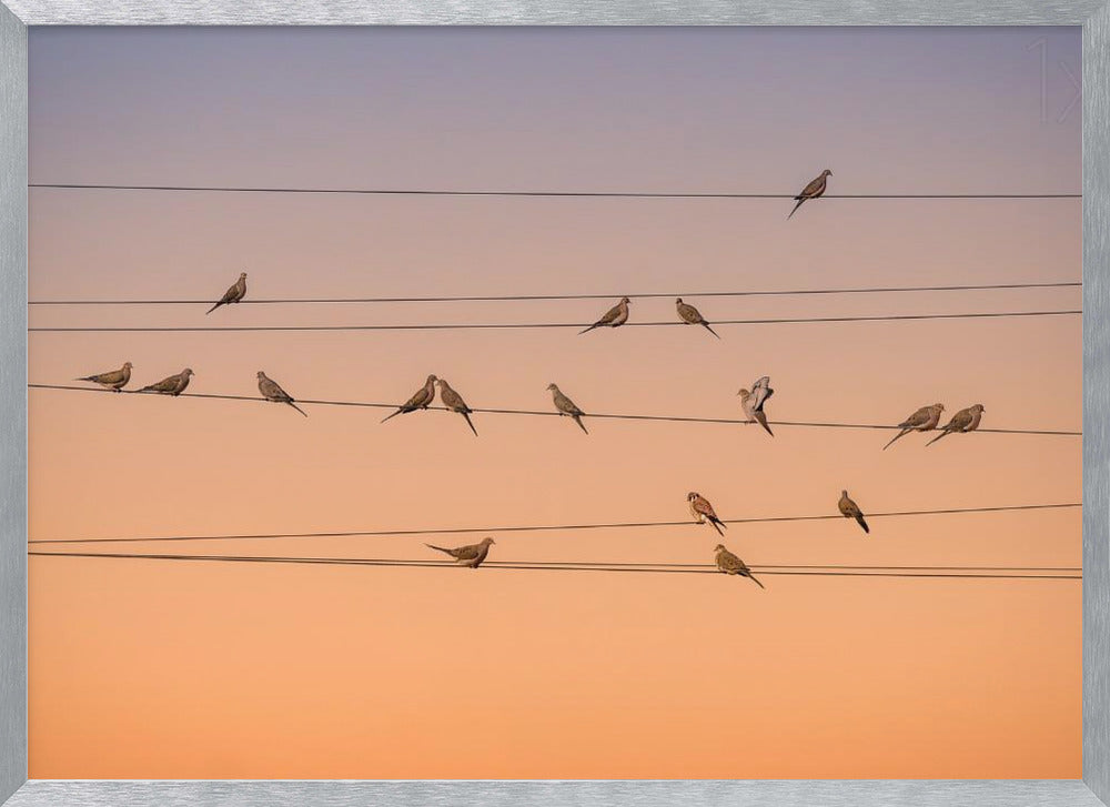 A photograph of numerous small birds perched on several parallel telephone wires against a gradient sunset sky that shifts from light purple to a warm orange. The entire image is enclosed in a silver frame. Artwork