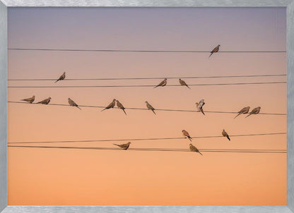 A photograph of numerous small birds perched on several parallel telephone wires against a gradient sunset sky that shifts from light purple to a warm orange. The entire image is enclosed in a silver frame. Artwork