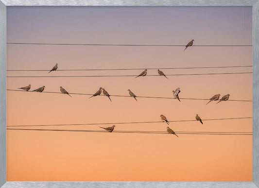 A photograph of numerous small birds perched on several parallel telephone wires against a gradient sunset sky that shifts from light purple to a warm orange. The entire image is enclosed in a silver frame. Artwork