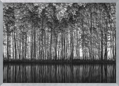 A framed black and white photograph of a dense forest of tall, slender trees reflected perfectly in the calm water below, creating a symmetrical and dramatic landscape. Poster