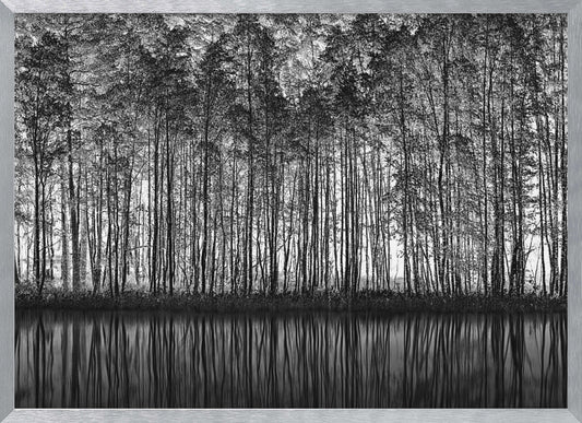 A framed black and white photograph of a dense forest of tall, slender trees reflected perfectly in the calm water below, creating a symmetrical and dramatic landscape. Poster