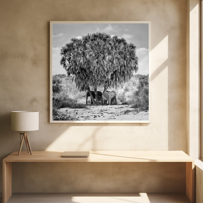 A black and white photograph of a small herd of elephants taking shelter from the sun under the dense foliage of a large palm tree in a dry, arid landscape. The photo is presented in a light wood frame. Poster