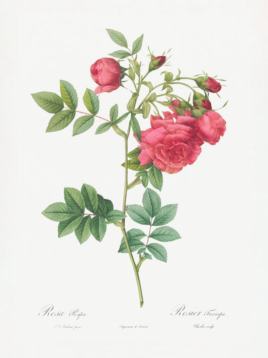 Turnip Roses, Les Roses (1817–1824) - Poster / Art Print