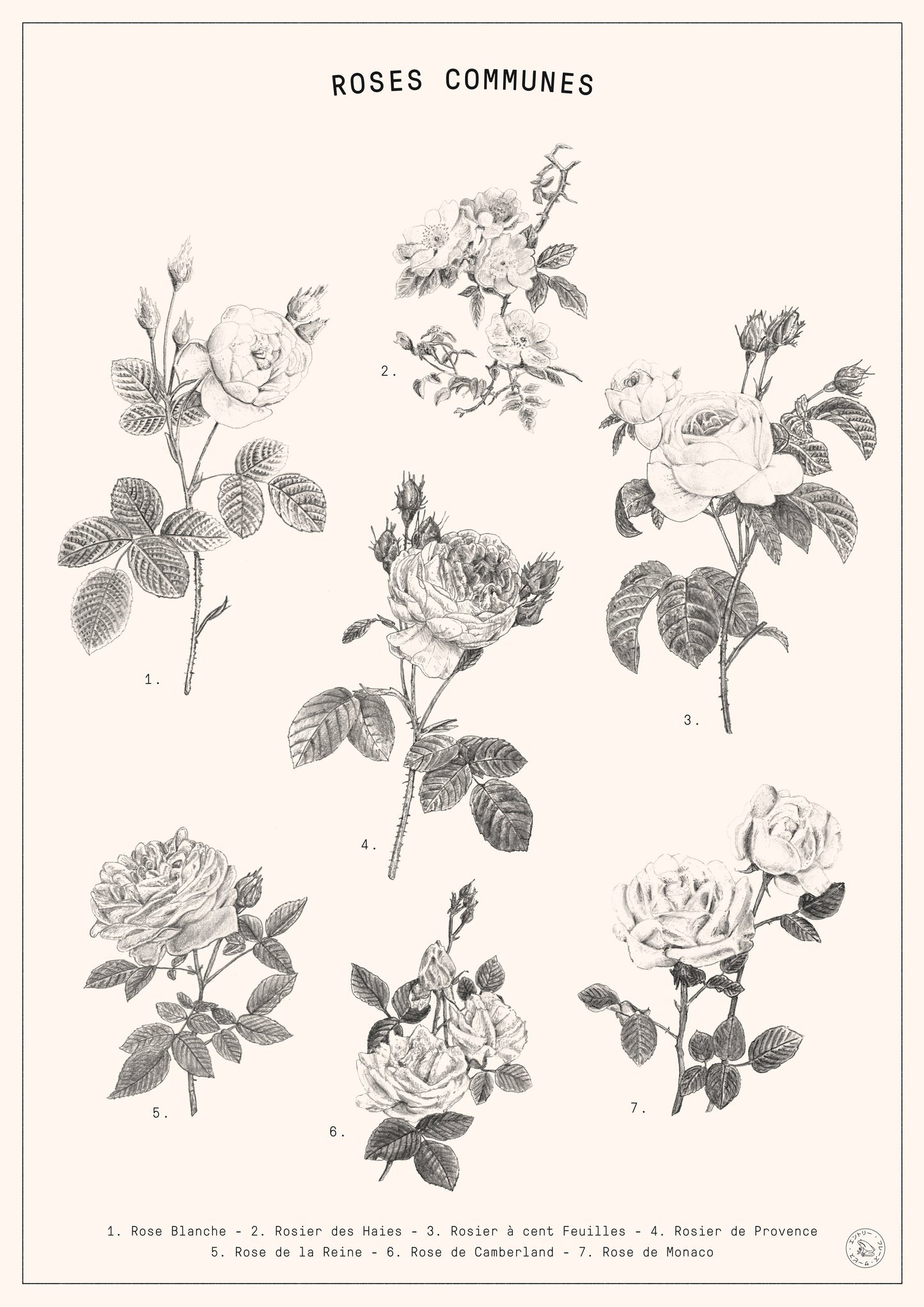 Roses - Poster / Art Print