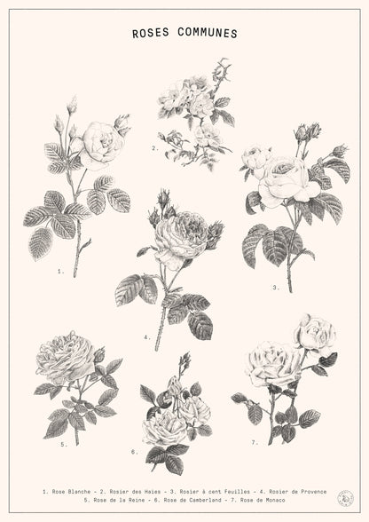 Roses - Poster / Art Print