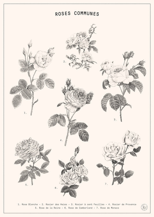 Roses - Poster / Art Print