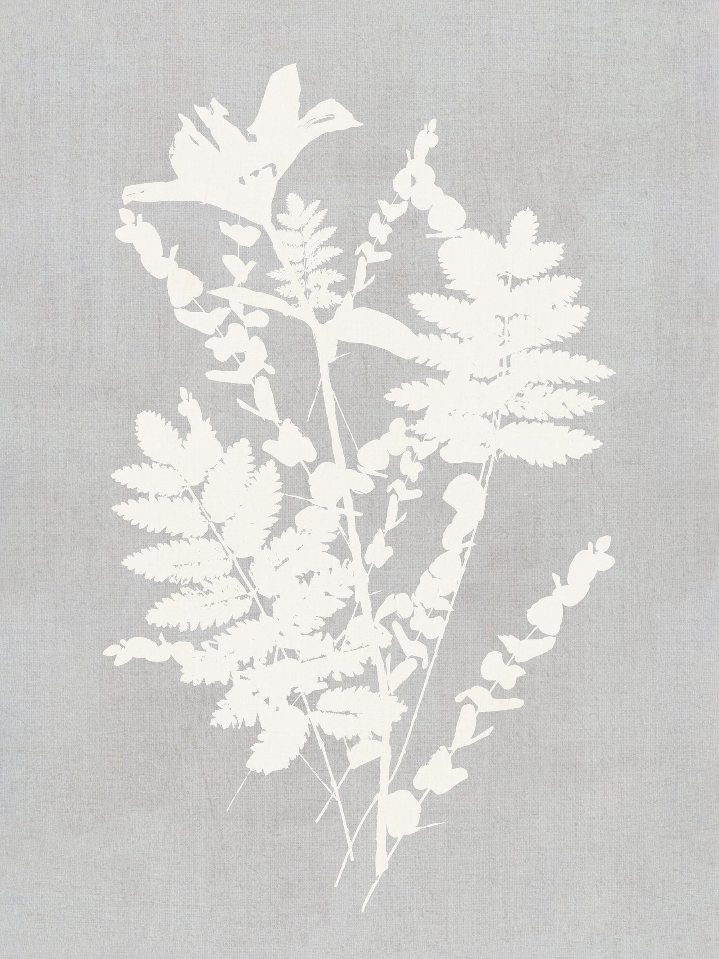 Botanical Illustration 5 - Poster / Art Print