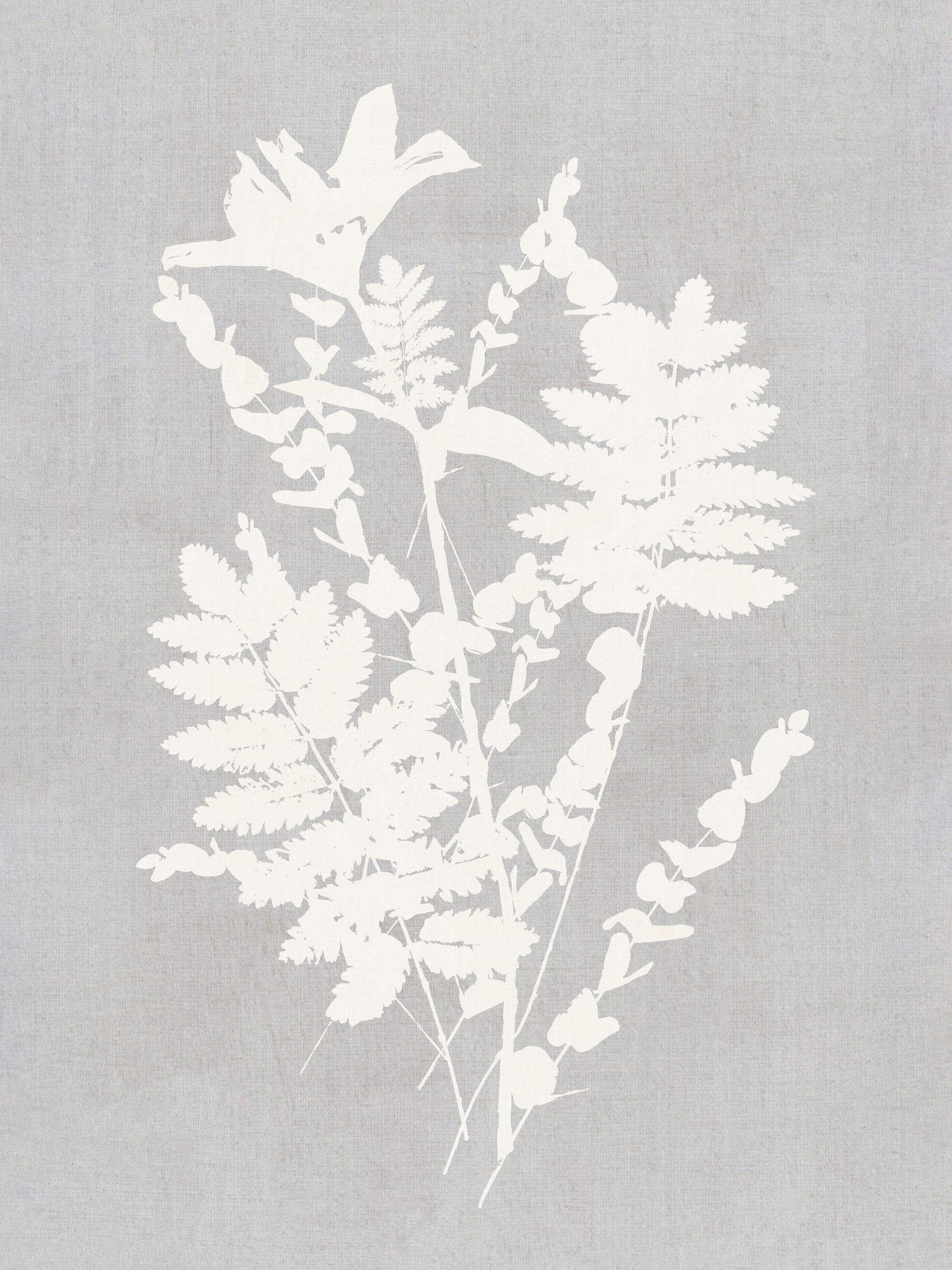 Botanical Illustration 5 - Poster / Art Print