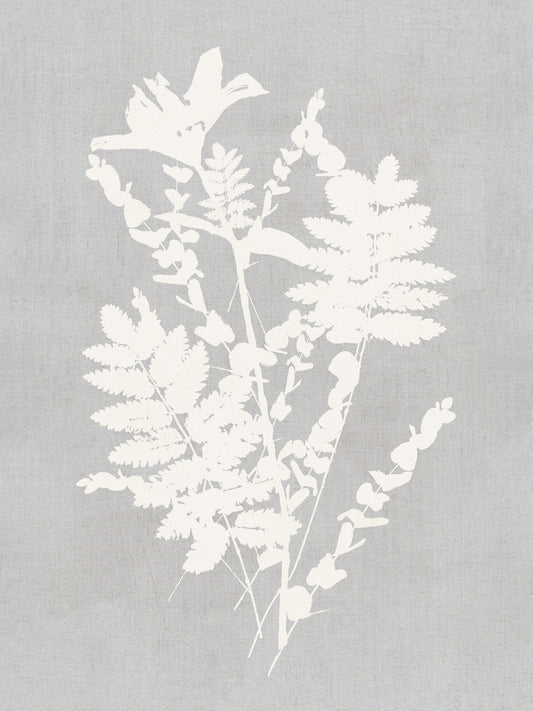 Botanical Illustration 5 - Poster / Art Print