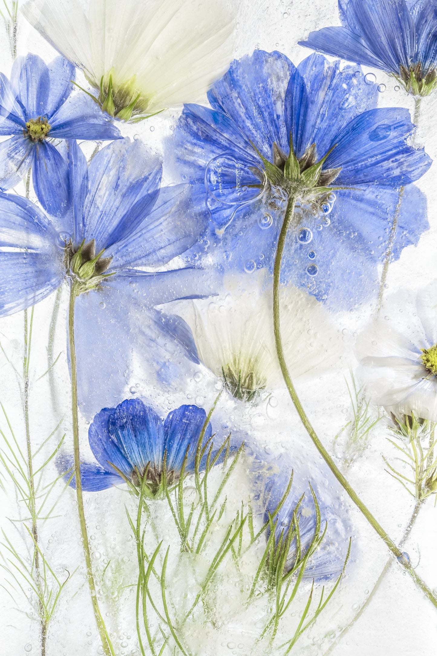 Cosmos blue - Poster / Art Print